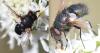 Lucilia sp.